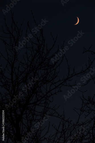 Crescent moon over slightly blurred tree branches background, taken toward the end of blue hour time
