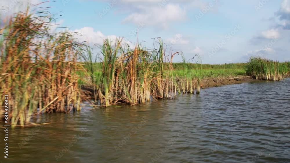 Sailing At The Danube Delta With Common Reeds Growing On The Riverside At Daytime In Romania, Europe. - wide shot Sailing At The Danube Delta With Common Reeds Growing On The Riverside At Daytime In Romania, Europe. - wide shot