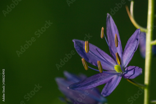 Signs of Spring - Camas Lily (Camassia quamash). photo