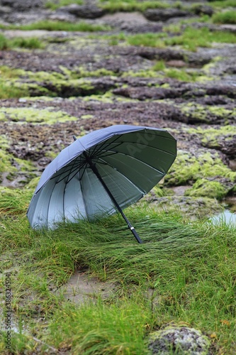 umbrella in the forest