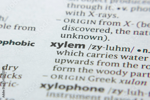 Word or phrase Xylem in a dictionary.