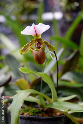 lady slipper or paphiopedilum orchid flower name is spicerianum photo