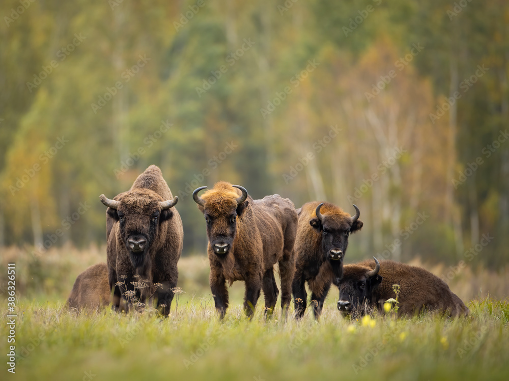 European bison family in Białowieża forest, Poland