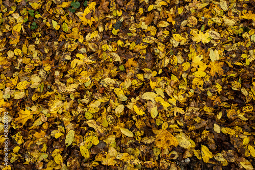Leaves in fall, colorful floor of forest in Białowieża national park