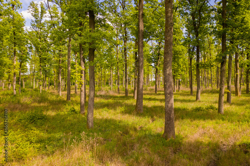 Aerial view of green forest during daylight, Zagreb, Croatia.