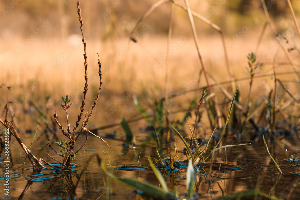 Fototapeta premium Dry and green grass in the pond