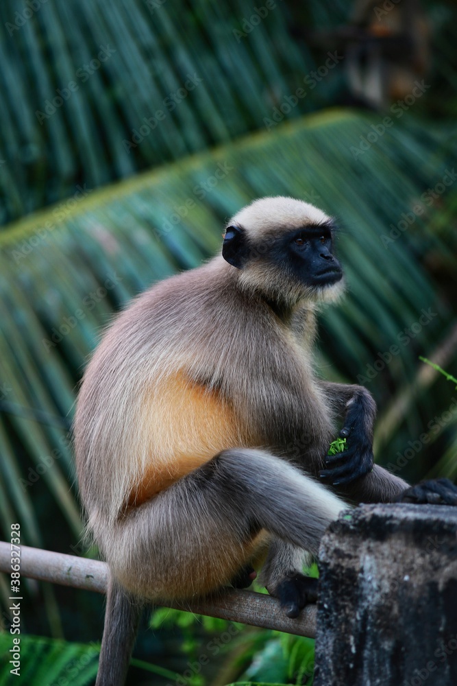 Obraz premium white tailed macaque