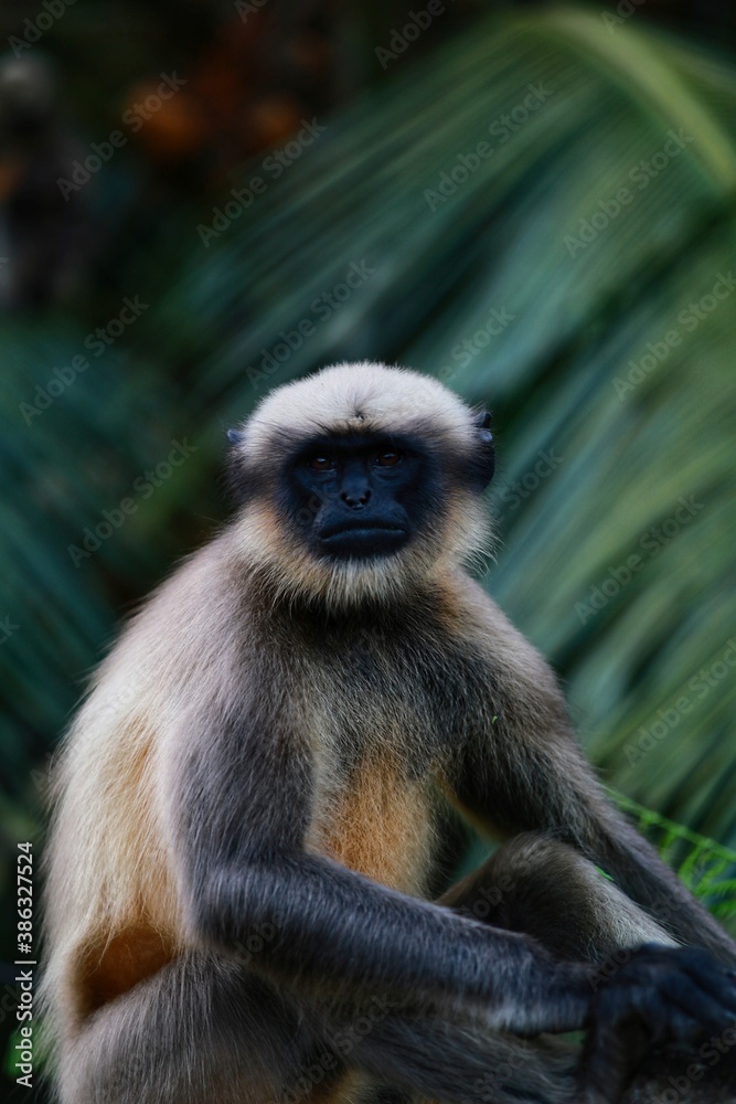Fototapeta premium portrait of a macaque