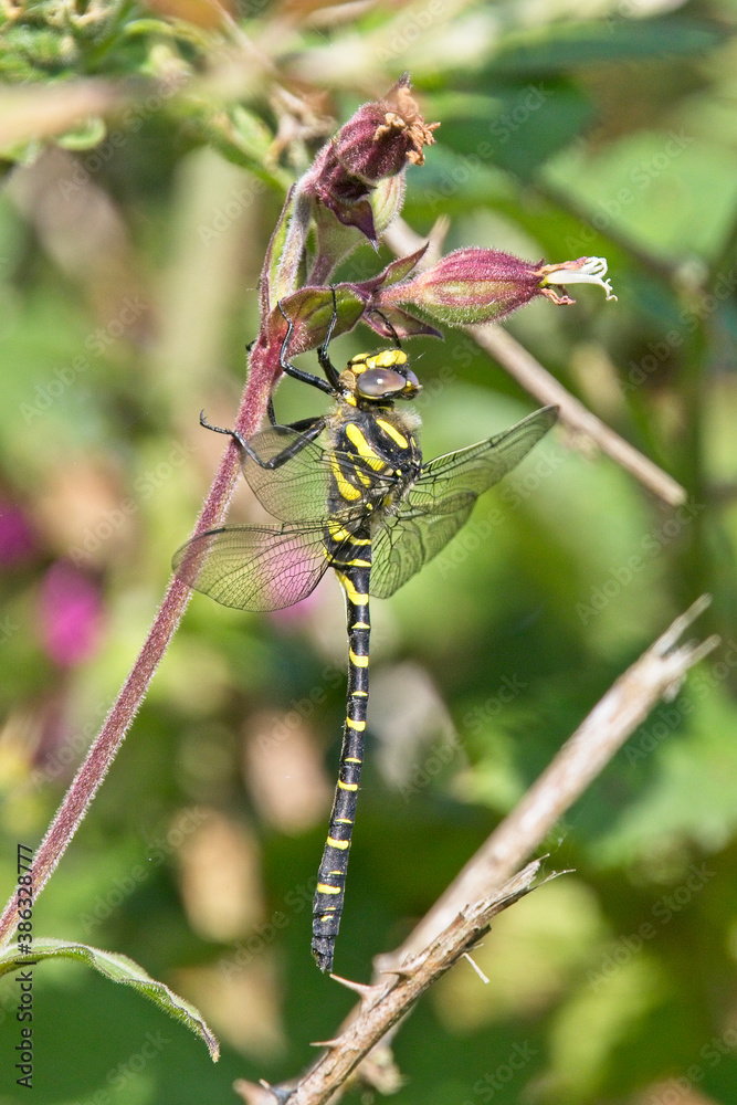 Golden-ringed Dragonfly (Cordulegaster boltonii), male perched, Cornwall, England, UK.