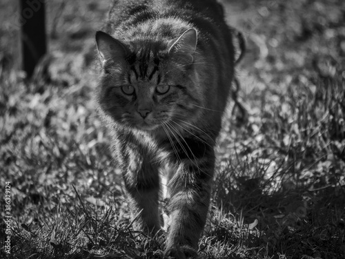 Chat chasseur Fototapet