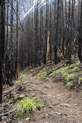 Whitewater Fire along the PCT - Pacific Crest Trail near Mt Jefferson (visible in background) Oregon where the Whitewater Fire of 2017 burned over 14,000 acres of forest.