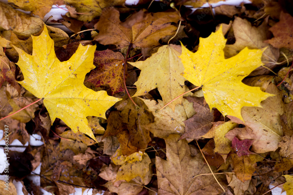 autumn leaves on the ground