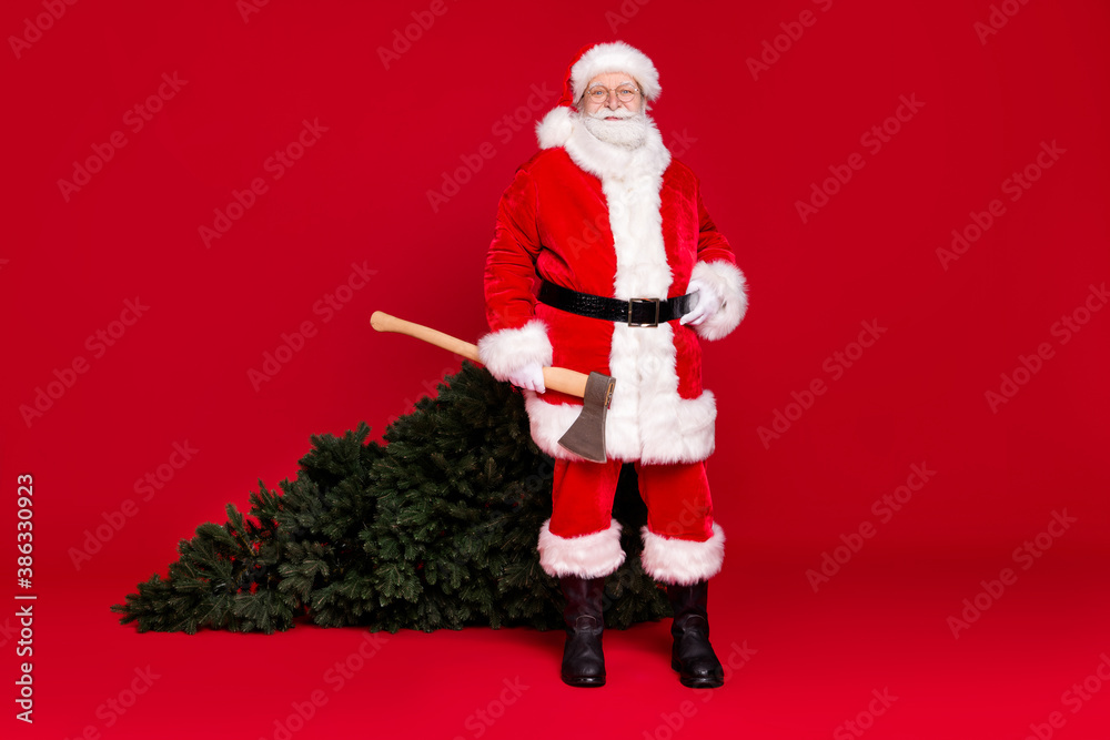 Full length body size view of his he handsome fat overweight cheery content Santa Saint Nicholas holding in hand ax fir tree celebratory isolated bright vivid shine vibrant red color background Full length body size view of his he handsome fat overweight cheery content Santa Saint Nicholas holding in hand ax fir tree celebratory isolated bright vivid shine vibrant red color background
