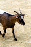 portrait of goat of africa