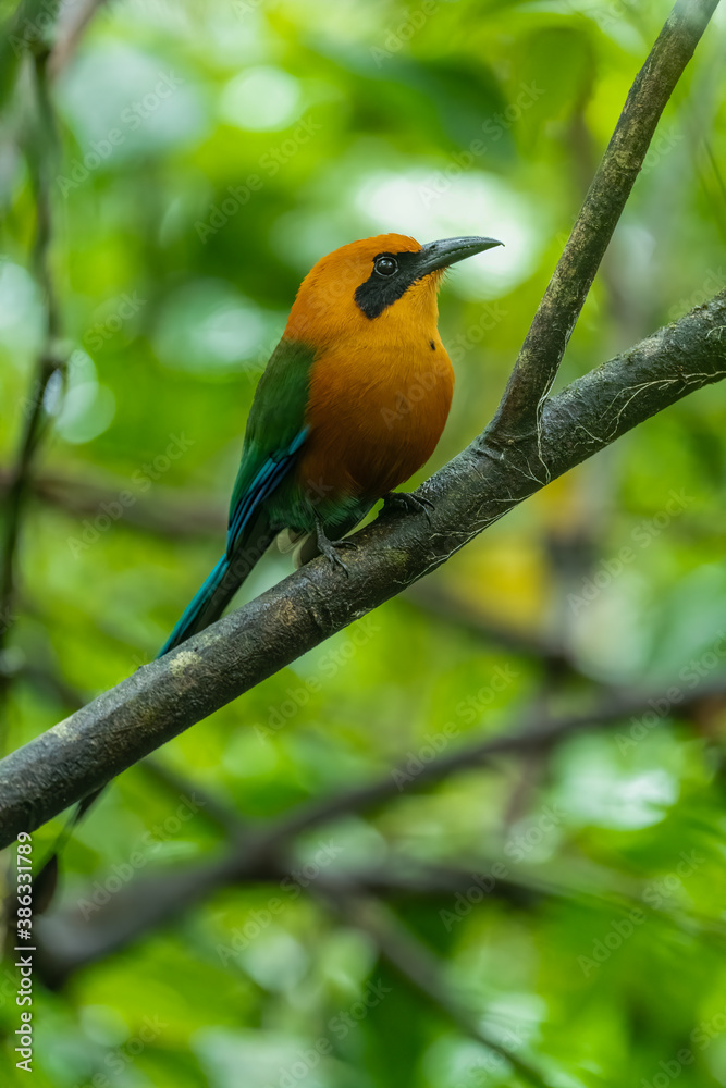 Naklejka premium The broad-billed motmot (Electron platyrhynchum) is a species of bird in the family Momotidae. It is found throughout Central America