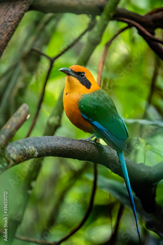 The broad-billed motmot (Electron platyrhynchum) is a species of bird in the family Momotidae. It is found throughout Central America