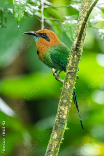 The broad-billed motmot (Electron platyrhynchum) is a species of bird in the family Momotidae. It is found throughout Central America