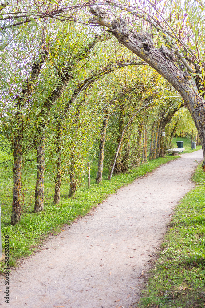 Fototapeta premium footpath in the park