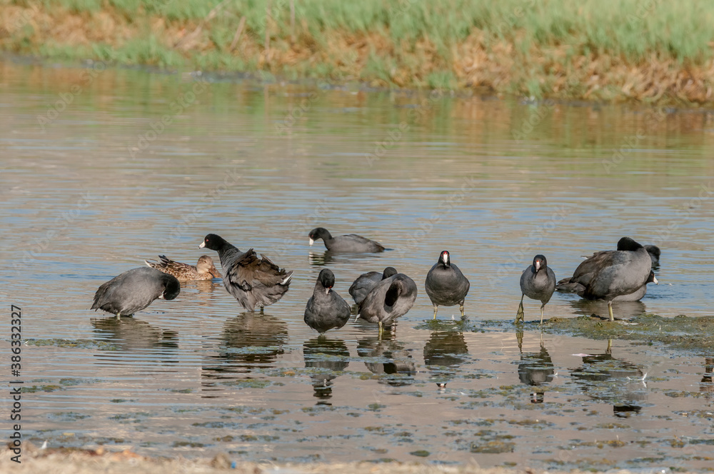 American Coot (Fulica americana) in Malibu Lagoon, California, USA American Coot (Fulica americana) in Malibu Lagoon, California, USA