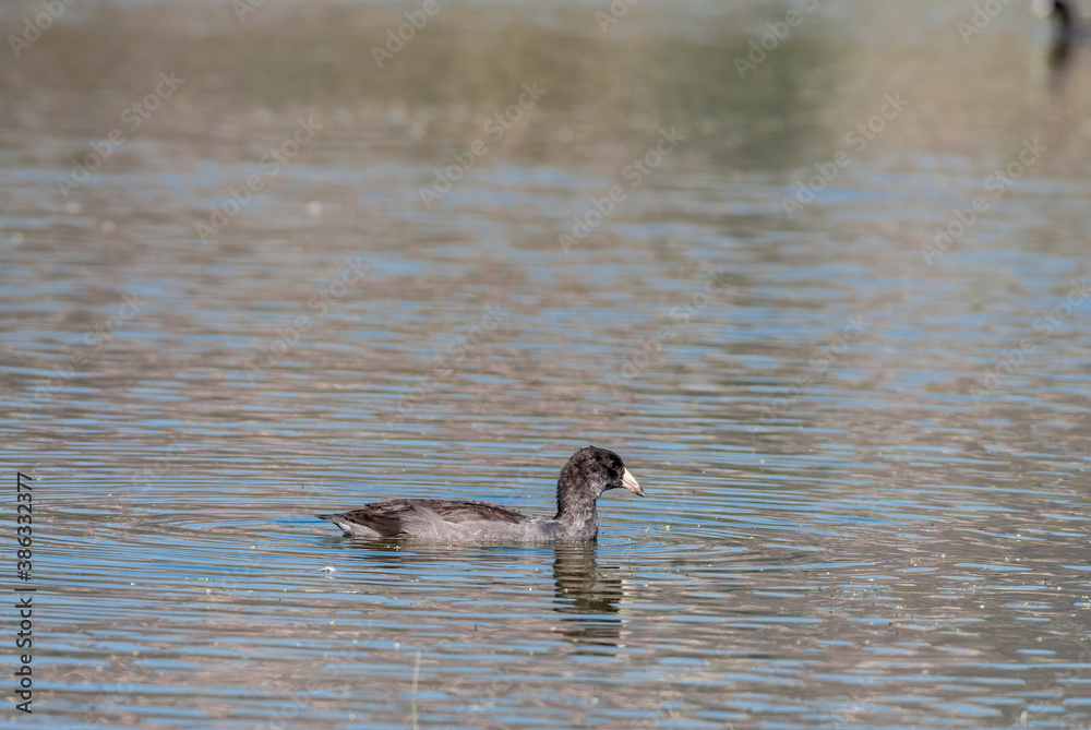 American Coot (Fulica americana) in Malibu Lagoon, California, USA American Coot (Fulica americana) in Malibu Lagoon, California, USA