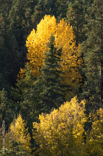Burst of Color - Fall colors in the Washington Cascade Mountains.