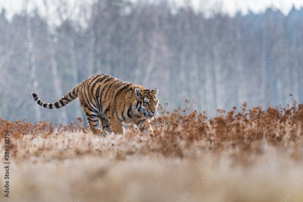 Obraz premium Siberian Tiger running. Beautiful, dynamic and powerful photo of this majestic animal. Set in environment typical for this amazing animal. Birches and meadows