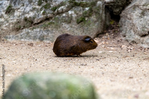 portrait of brown guinea pig