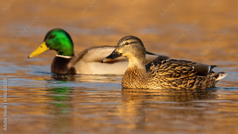 Two mallard, anas platyrhynchos, swimming in water in autumn nature. Pair of wild ducks floating on river in spring. Couple of male and female bird floating together at sunset. Two mallard, anas platyrhynchos, swimming in water in autumn nature. Pair of wild ducks floating on river in spring. Couple of male and female bird floating together at sunset.