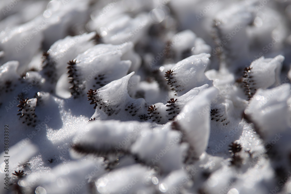 冬の画像素材　小さな海老の尻尾　安達太良山12月