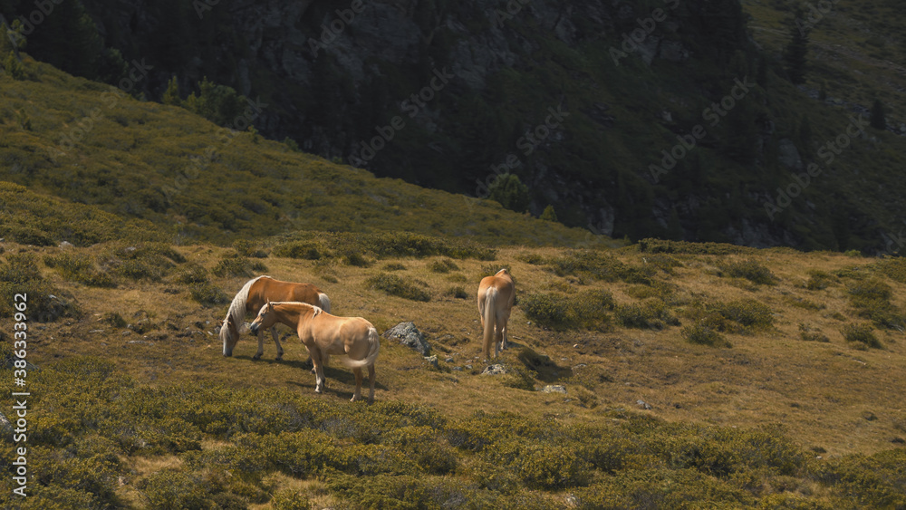 Aerial shot of horses in the high grounds of Kuhtai, part of the Austrian Alps.