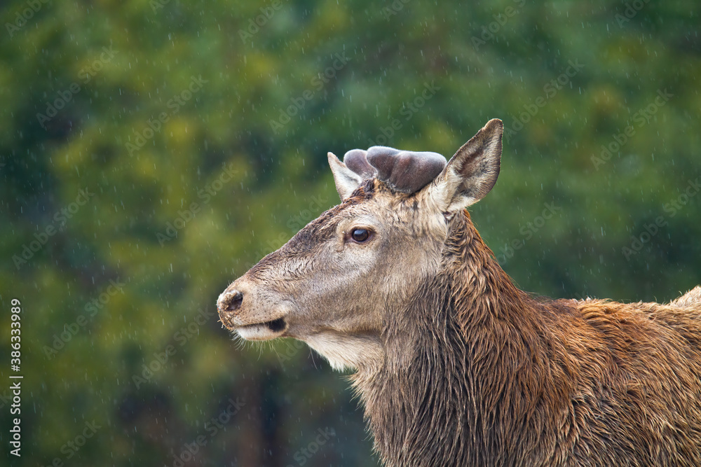 Red deer, cervus elaphus, with antlers covered with velvet in spring nature. Close-up of stag wet from rain looking aside in forest during raining. Wild mammals watching in rainfall in detail.