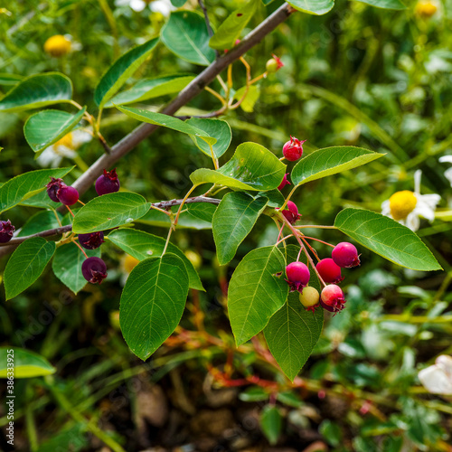 Photos Amelanchier canadensis or Canadian serviceberry or chuckle-berry with red and da