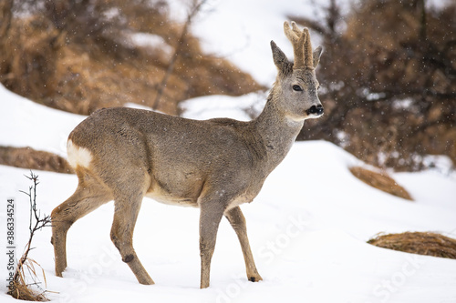 Roe deer, capreolus capreolus, walking on snowy glade in winter nature. Roebuck with new antlers in velvet looking aside on white meadow. Wild animal going on pasture.