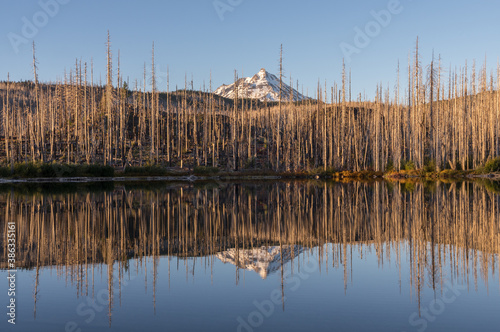 Wildfire Recovery - Ten years after a wildfire burned Lake of the Woods in the Mt Jefferson Wilderness, the vegetation has still not fully covered the forest floor. Oregon Cascades Mountains.