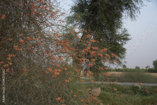 Capparis decidua, known in Hindi as karira or kerda, is a useful plant in its marginal habitat. Its spicy fruits are used for preparing vegetables photo