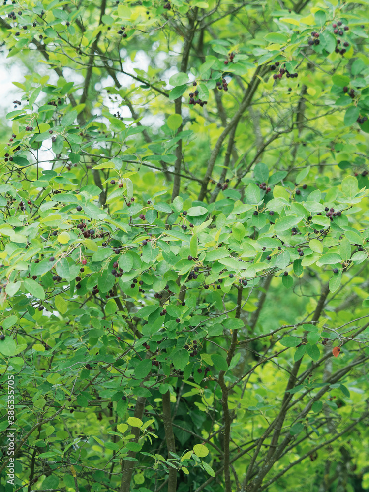 Fototapeta premium Canadian serviceberry or Amelanchier canadensis. A small shrub full of clusters of ripe dark purple sweet berries hanging on many branches