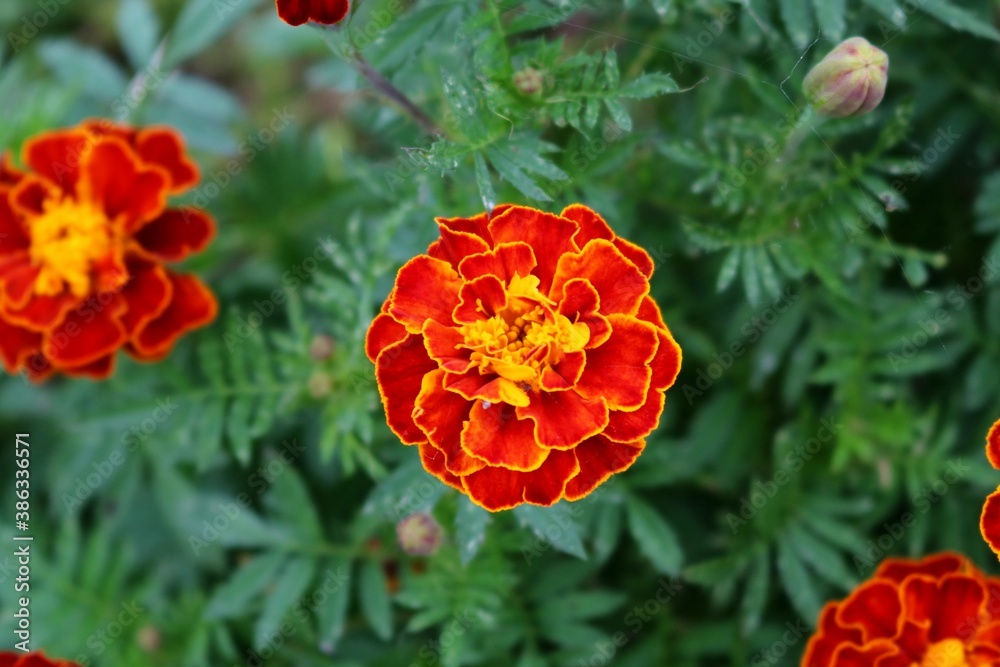 Fototapeta premium マリーゴールド 渡良瀬遊歩道に咲く 秋の日