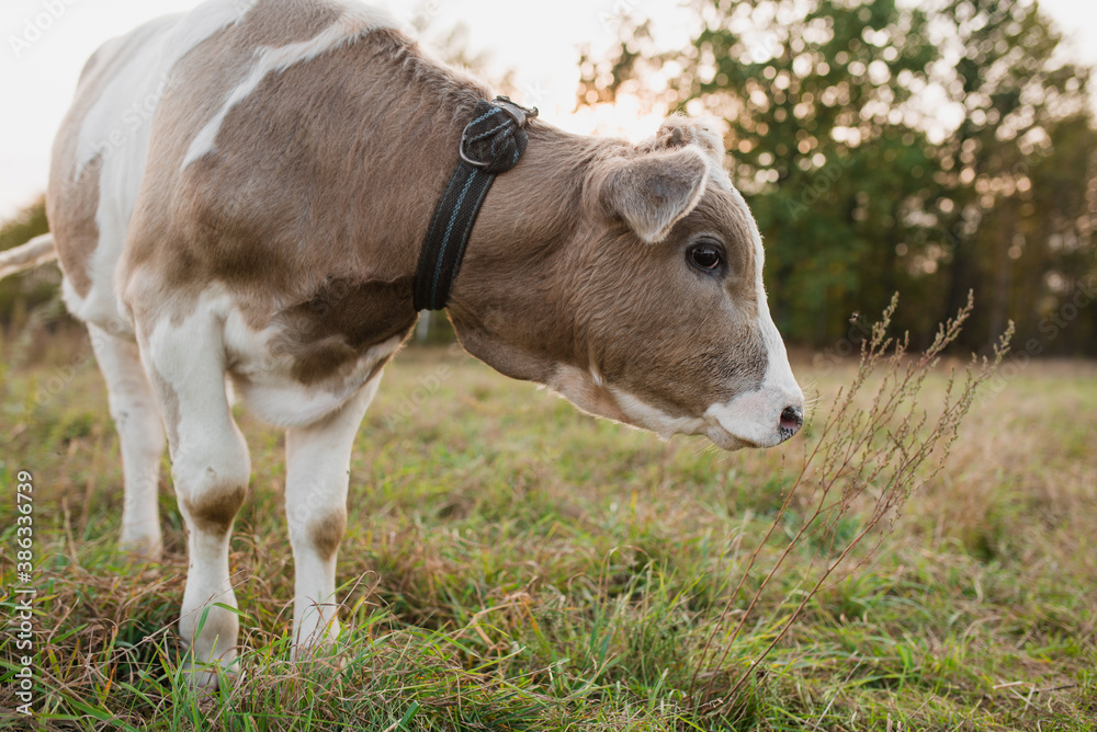 Cute calf on the field close-up. Calf portrait. Cute calf on the field close-up. Calf portrait.
