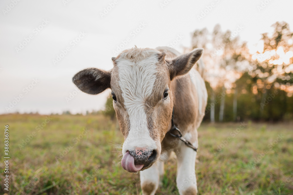 Cute calf on the field close-up. Calf portrait.