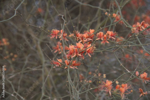 Capparis decidua, known in Hindi as karira or kerda, is a useful plant in its marginal habitat. Its spicy fruits are used for preparing vegetables photo