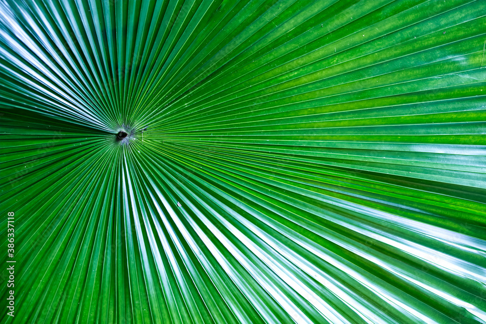 Fototapeta premium Close up of green palm leave.