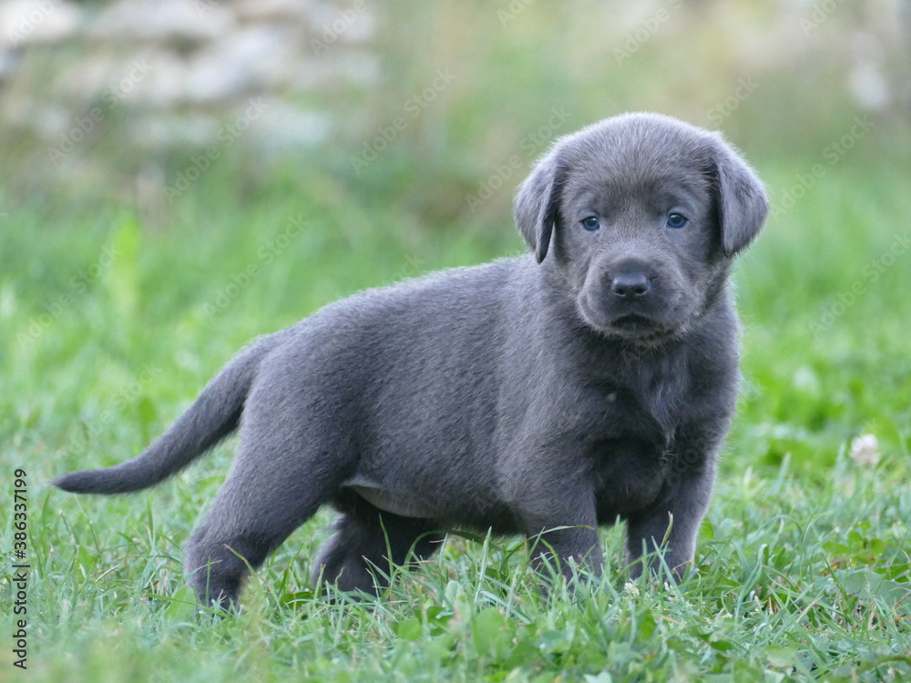 labrador retriever puppy labrador retriever puppy