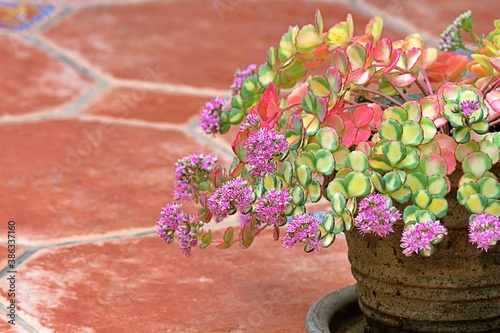 Rozchodnik Siebolda 'Mediovariegatum' (Sedum sieboldii) o żółto-zielonych liściach w późnojesiennej odsłonie. Kwiaty i pięknie przebarwione liście photo