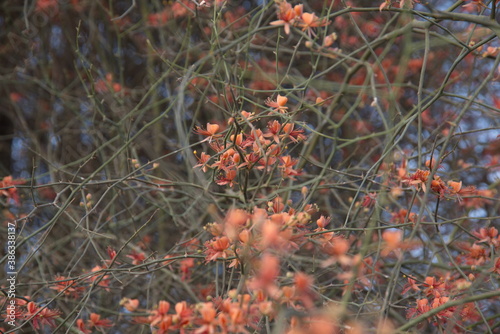 Capparis decidua, known in Hindi as karira or kerda, is a useful plant in its marginal habitat. Its spicy fruits are used for preparing vegetables photo