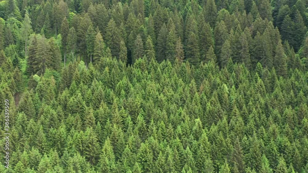 Plantation of spruce trees. Fir peaks shot from above. Alpine spruce forest on a hill. Green spruce on the slope aerial view Plantation of spruce trees. Fir peaks shot from above. Alpine spruce forest on a hill. Green spruce on the slope aerial view