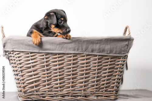 A portrait of a adorable Jack Russel Terrier puppy, in a wicker basket, isolated on a white background