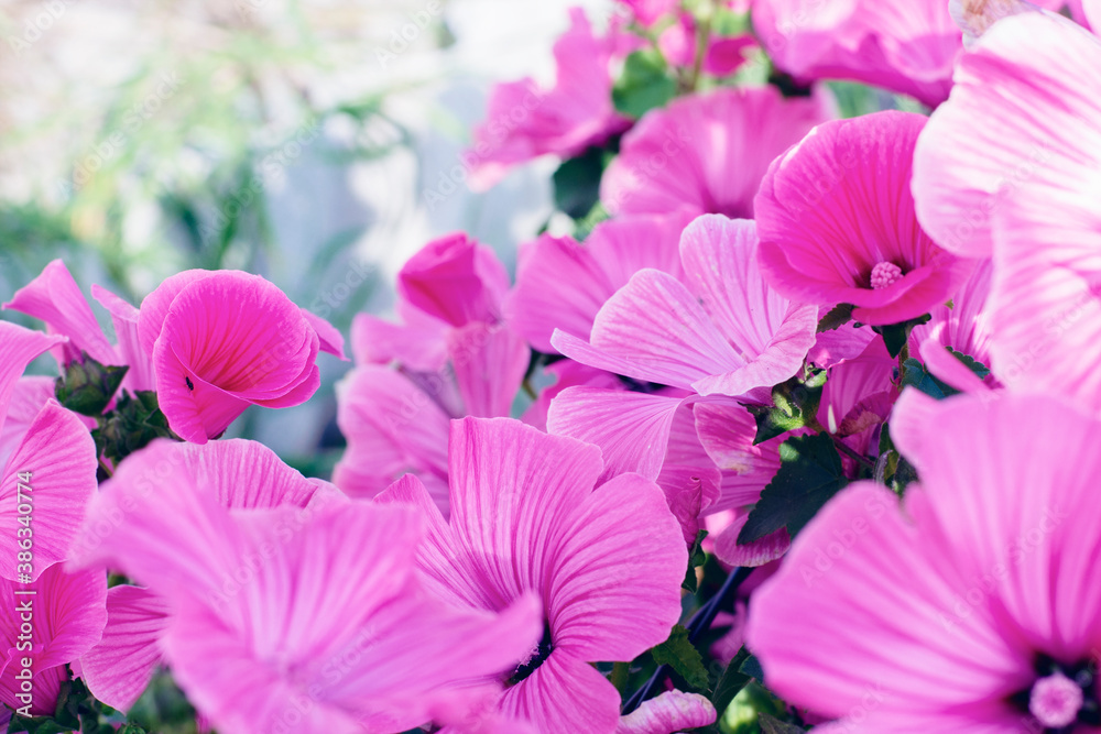 Pink Petunia flowers.Purple Petunia flowers in the garden in the spring. Beautiful Petunia flowers. Pink Petunia flowers.Purple Petunia flowers in the garden in the spring. Beautiful Petunia flowers.