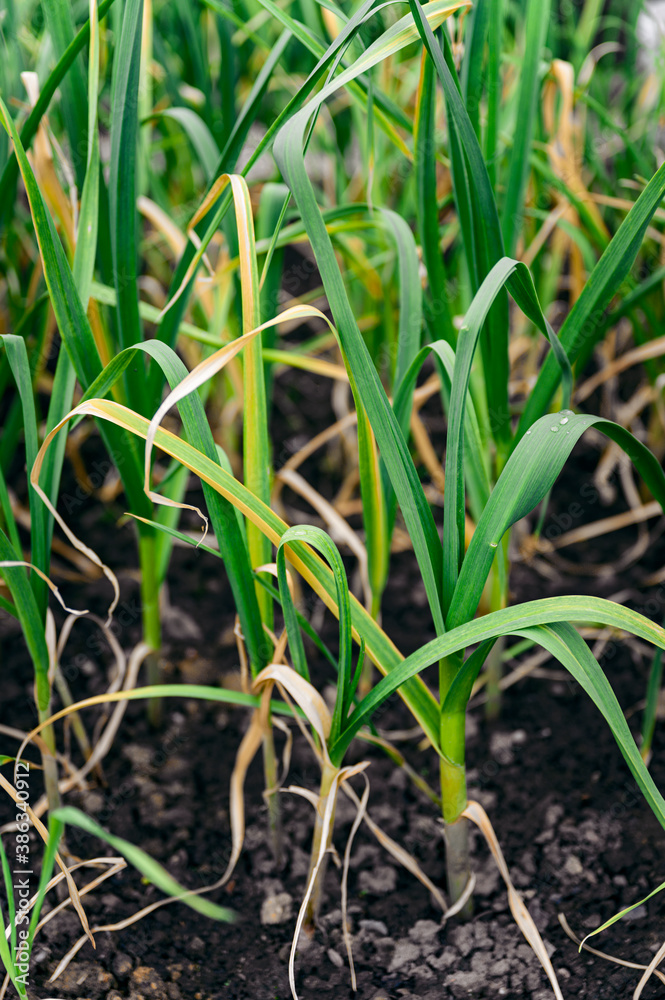 Green leaves of planted garlic. Green leaves of planted garlic.