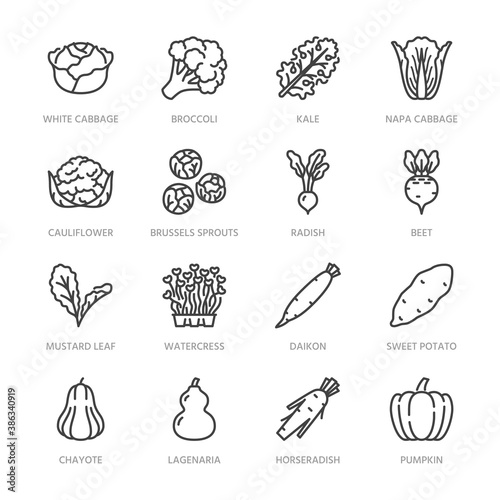 Cabbage vegetables flat line icons set. Kale, broccoli, cauliflower, brussels sprouts, radish daikon beetroot vector illustrations. Outline pictogram food store. Pixel perfect 64x64. Editable Strokes