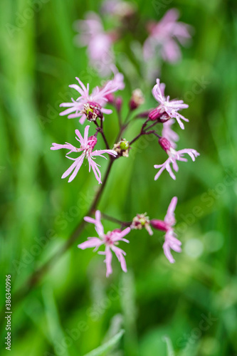 Pink flower of a meadow plant in nature.